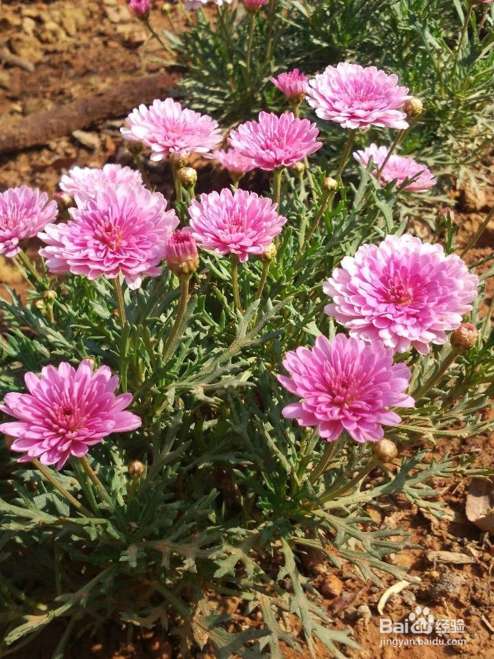 大学生论文流程