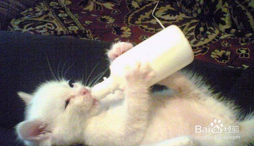 大猫不给小猫喂奶怎么办