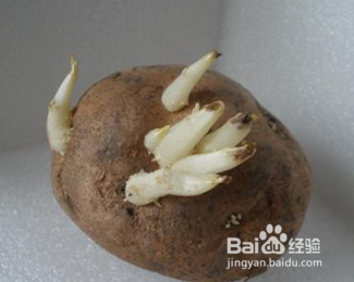 土豆长牙之后能不能吃？