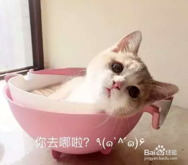 一到假期我的猫该怎么办呢