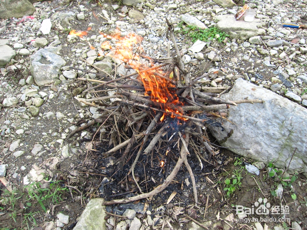 怎样捕捉刁子鱼又怎样用它来烧烤?