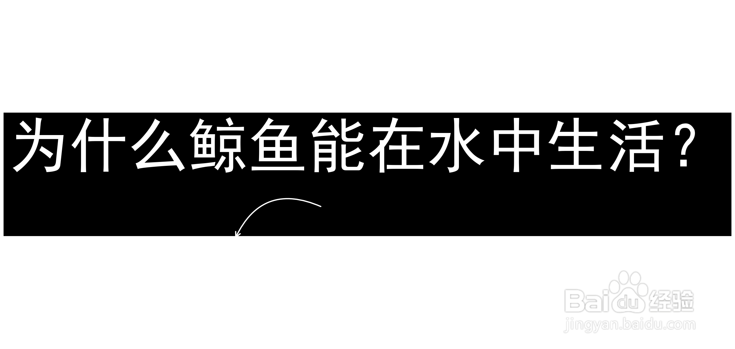 为什么鲸鱼能在水中生活?
