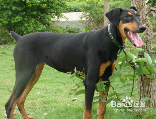 杜宾犬怎么养