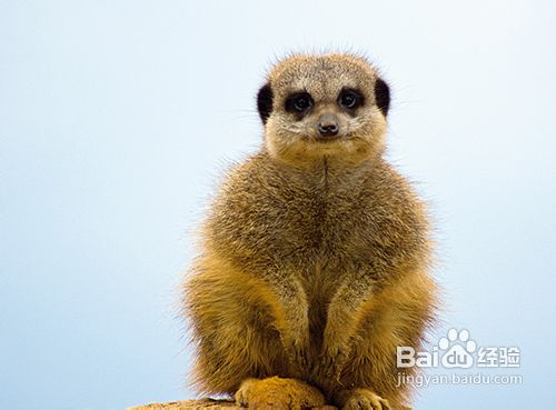 怎样拍摄精美的动物照片