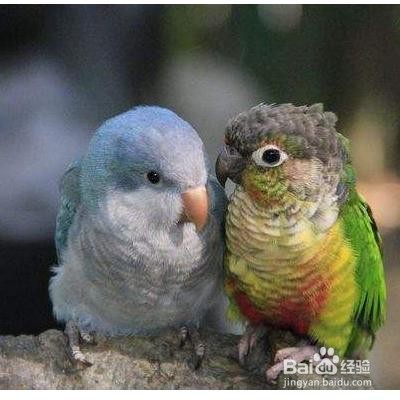 和尚鹦鹉怎么分公母