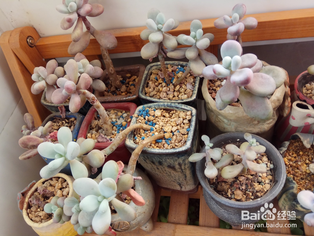 多肉里面长新芽怎么办