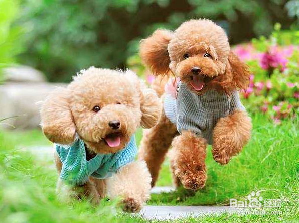 饲养宠物的注意事项以及如何照顾你的宠物