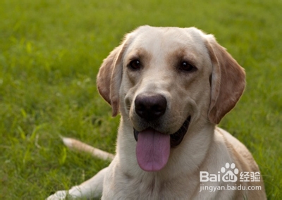 怎么判断拉布拉多犬品质