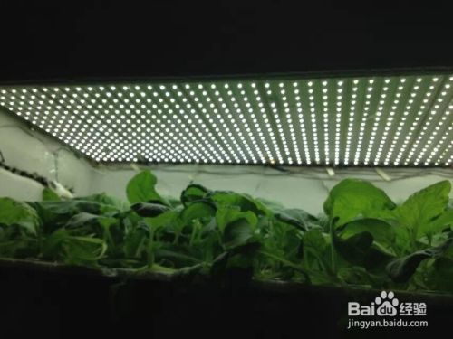 室内植物与人工照明 如何选择植物生长灯 百度经验