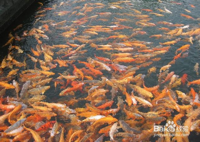金鱼养殖的技巧