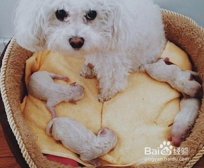 学宠物美容培训时间