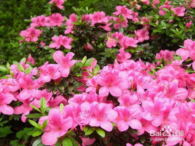 养殖春娟需要注意什么？