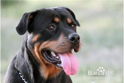 罗威纳犬美容的方法