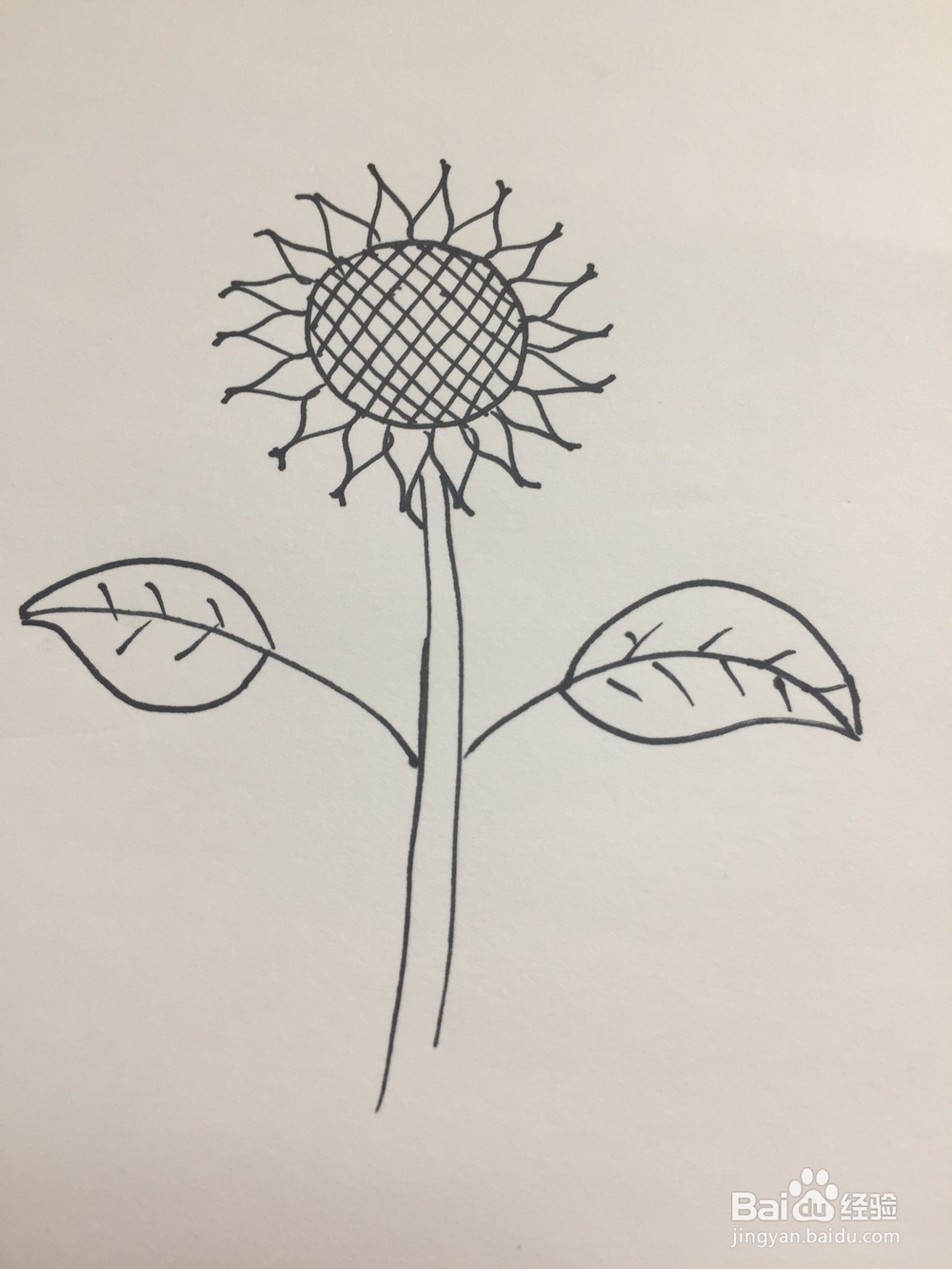 向日葵的简笔画画法