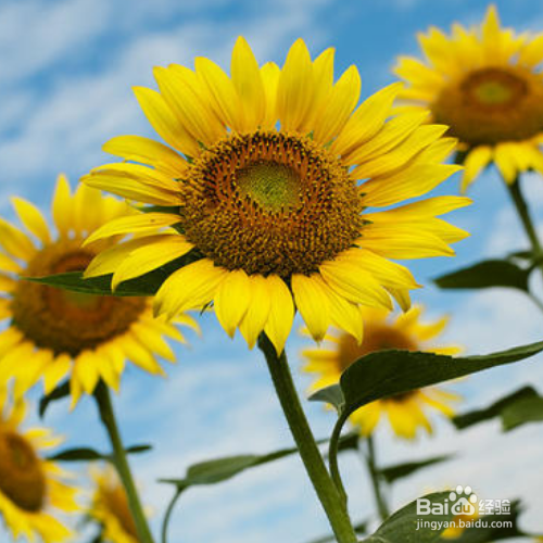 太阳花只有花苞不开花
