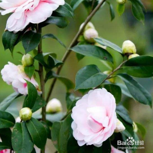 宁波市花为什么是茶花