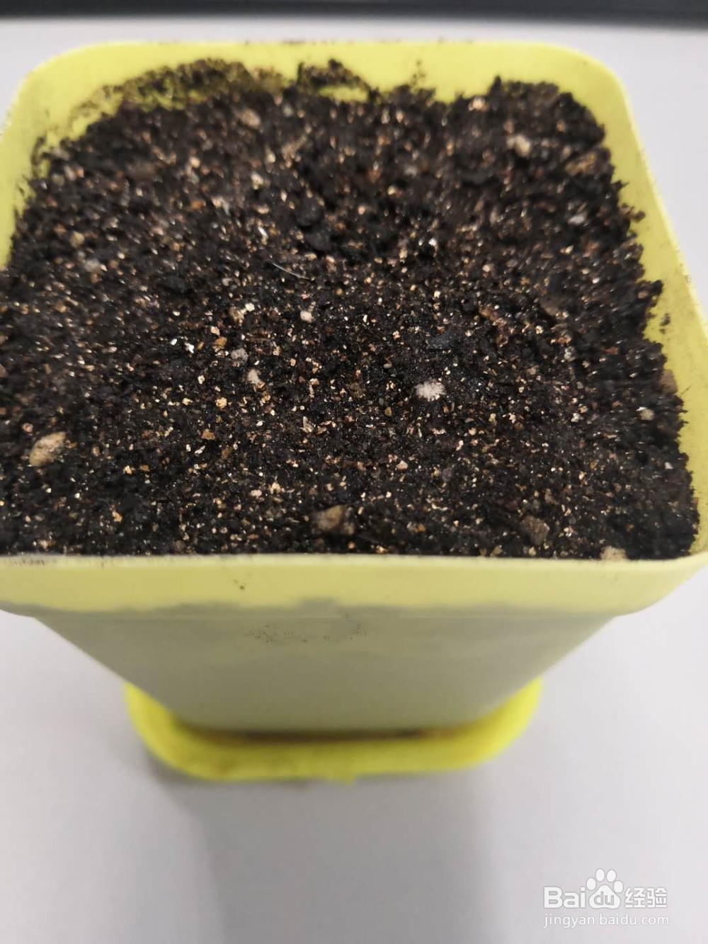 如何种植草莓视频