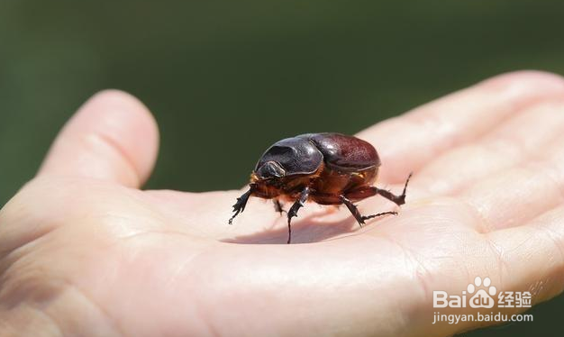 农村抓来喂鸡的“瞎打碰”为什么越来越少了？