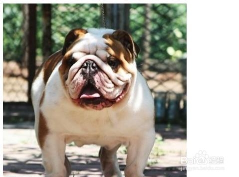 斗牛犬乱咬东西怎么办？如何纠正？