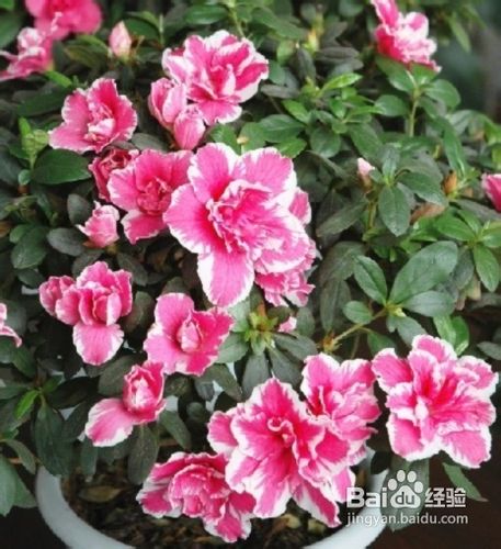 西洋杜鹃的浇水技巧