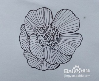 花卉水彩画——虞美人