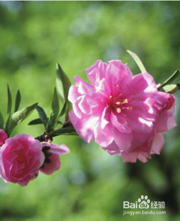 桃花养颜的做法和功效