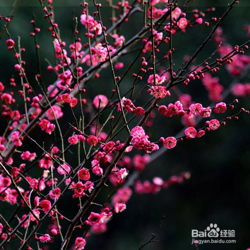 红梅花的养殖方法有哪些？