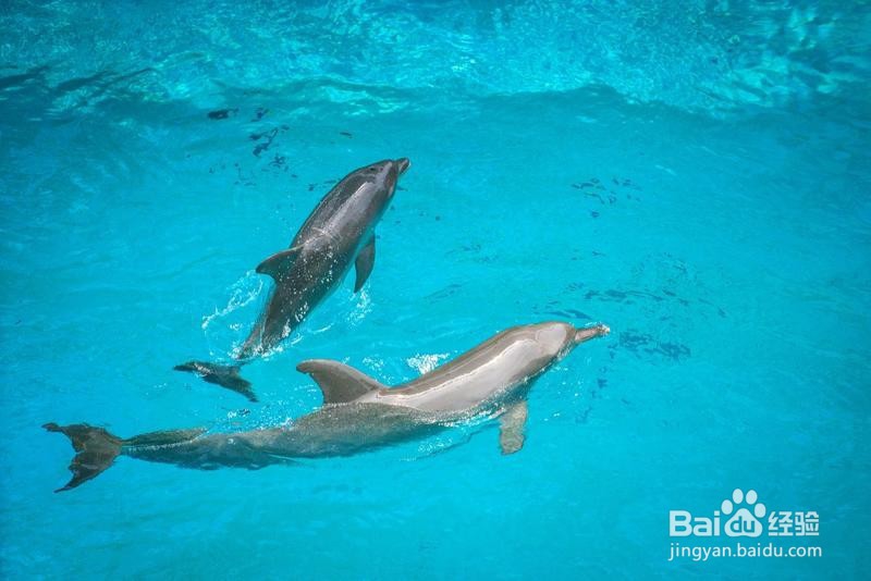 新加坡旅游简记20