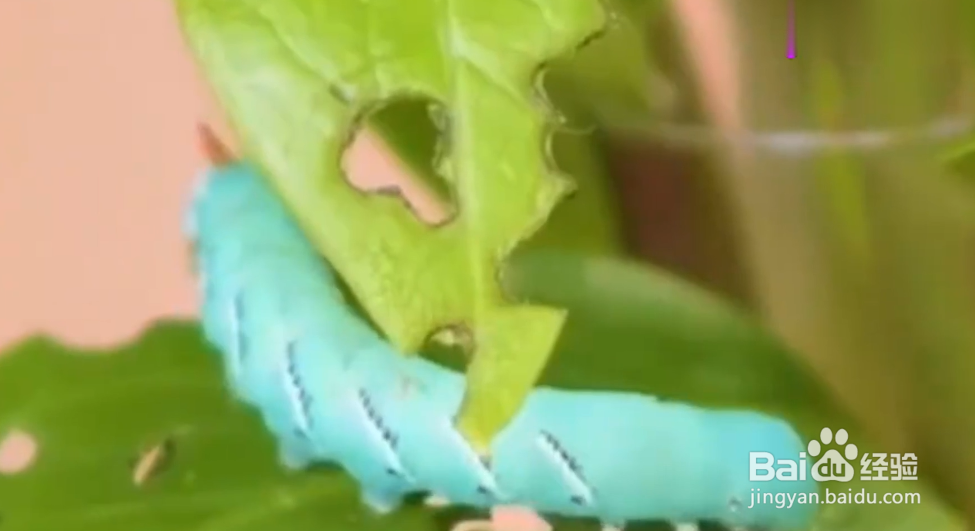 如何成为绿植医生