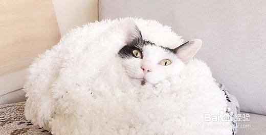 怎么解决猫咪溺水？