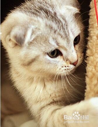 如何饲养英短蓝猫