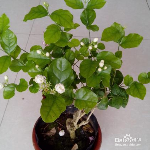茉莉可以放在卧室吗