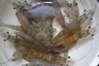 简单几步教会你白灼虾的家常做法