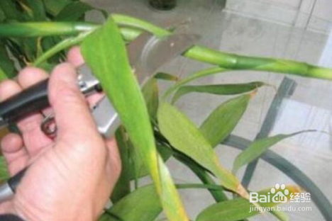 富贵竹生根后怎么养