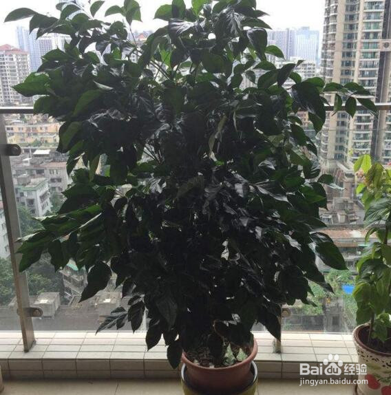 怎样养好幸福树