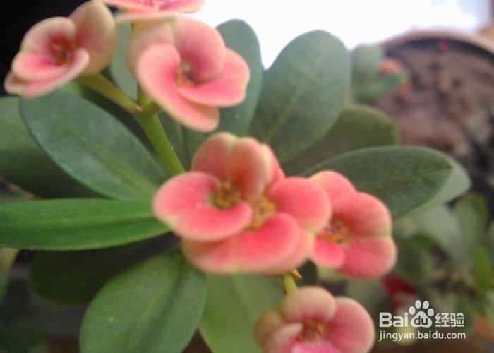 儿童拍摄植物有什么好处