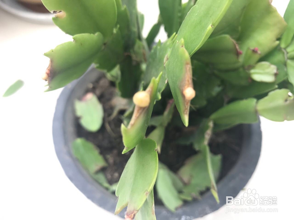 蟹爪兰的养护方法