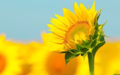 如何栽植向日葵?