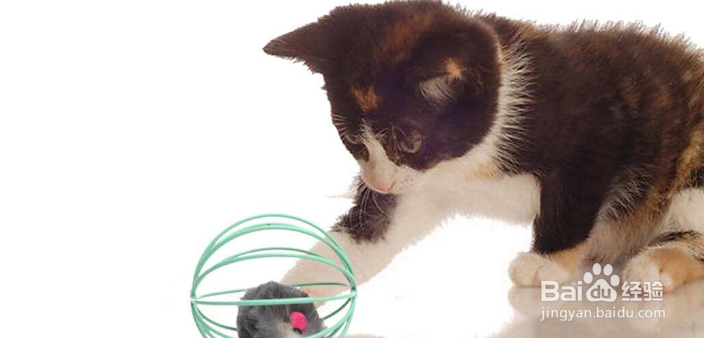 有哪些事情是不能对猫咪做的？