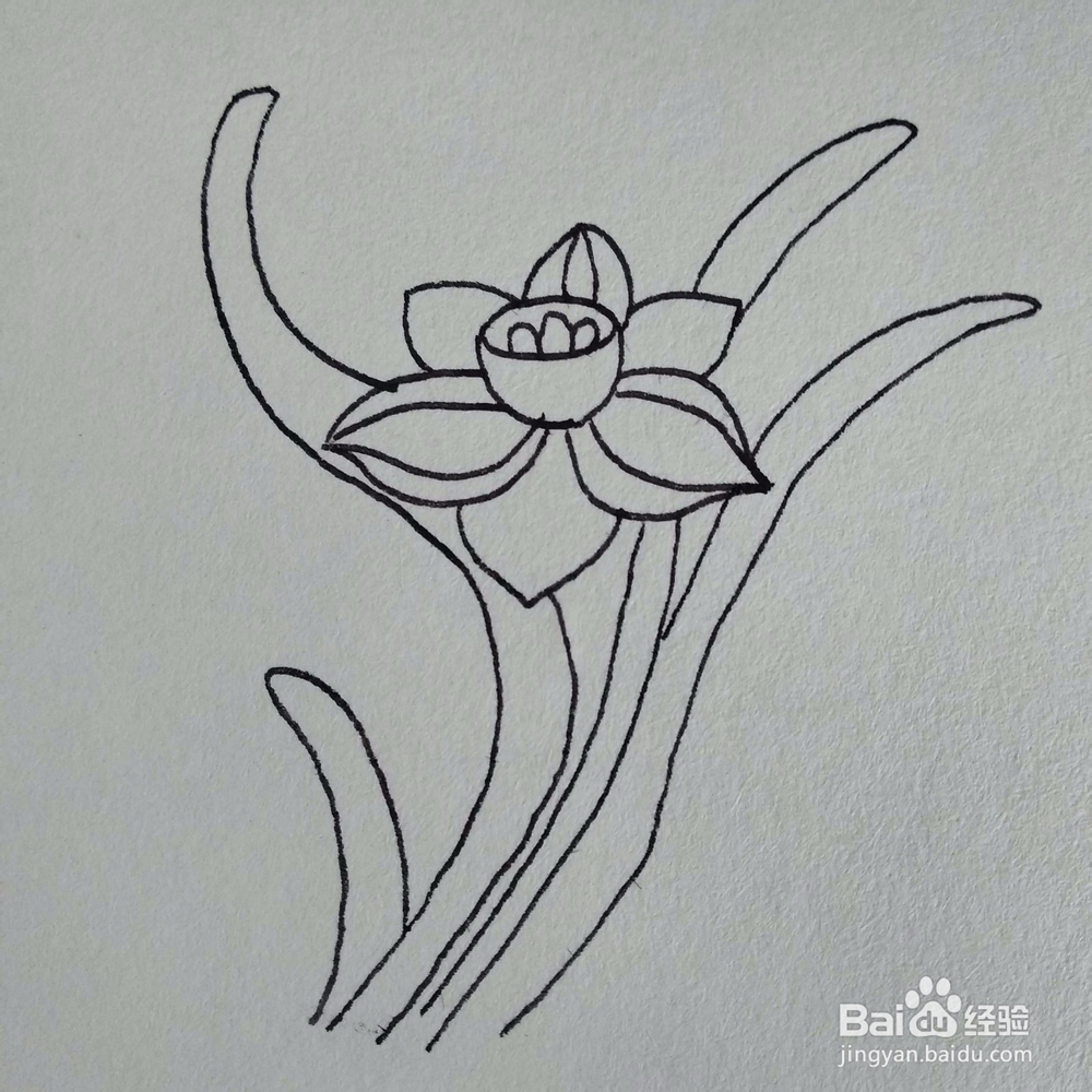 如何画一棵妖艳好看的水仙花植物简笔画？