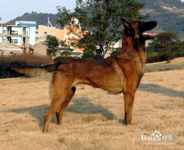 怎样训练马里努阿犬