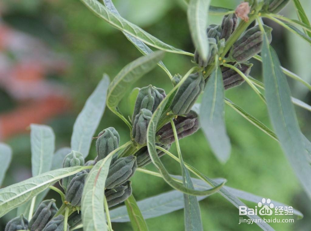 关于补充维生素我们应该了解的小常识