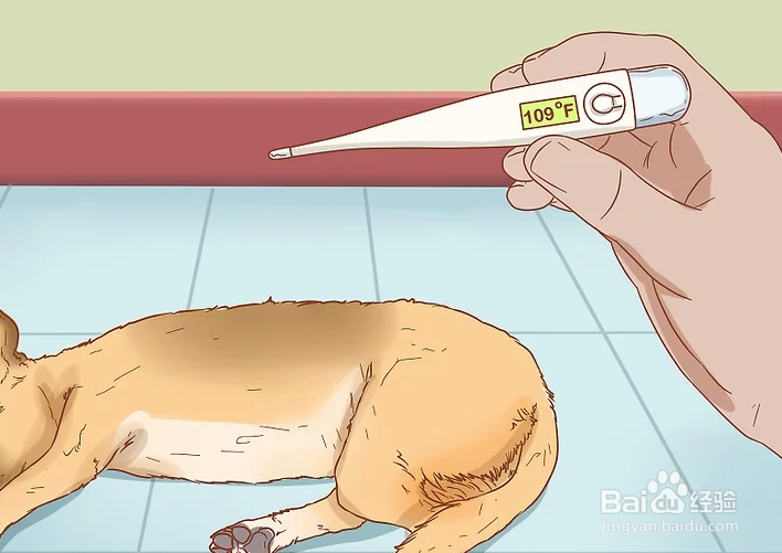 如何治疗中暑的爱犬