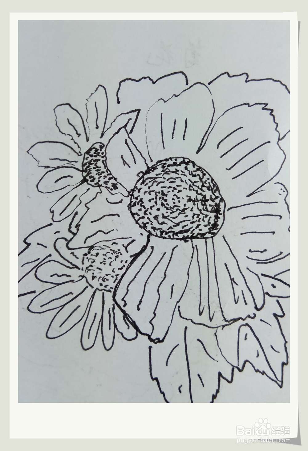 怎样画钢笔画秋菊？