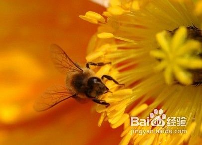 蜂胶的作用与功效，选购蜂胶哪个牌子好