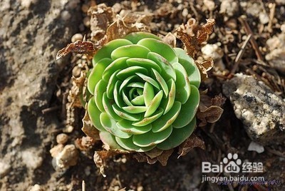 三分钟速成之最美多肉