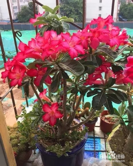 做好6件事,绿萝不死不伤,月季长寿花开满盆