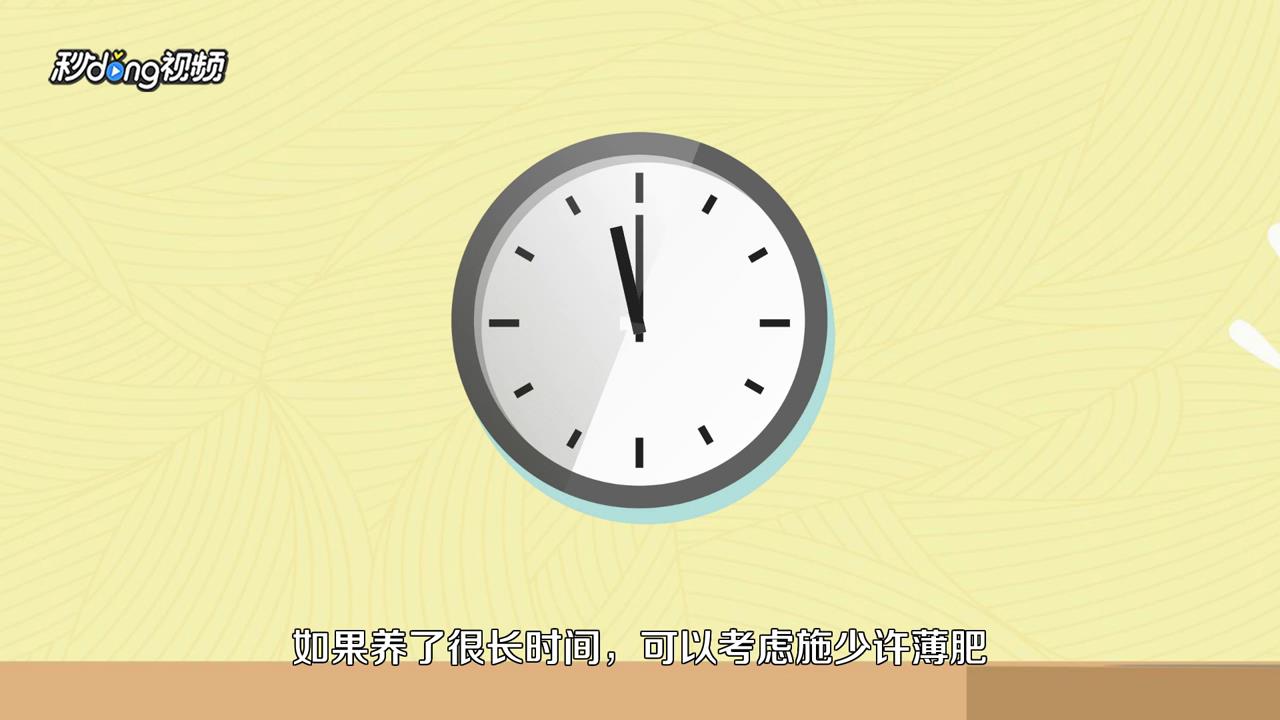 发财树怎么养才长得好