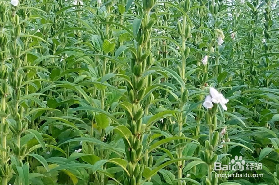 什么时候给芝麻打顶好?打顶的方法时怎么样的?