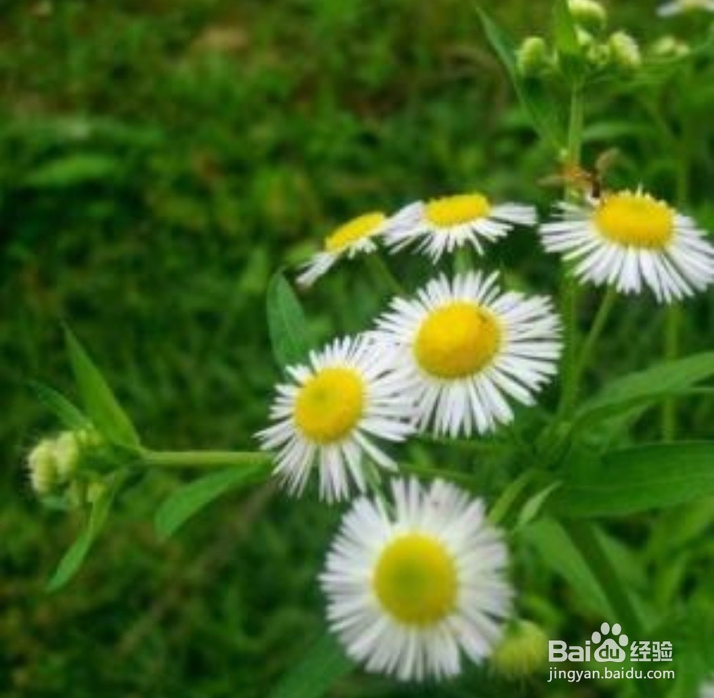 雏菊怎么养,雏菊的养殖方法